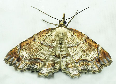 Neazata fragilis Valle del Cauca Neazata fragilis