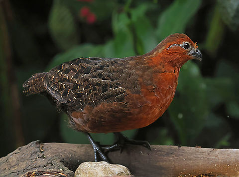 Rufous-breasted wood quail  Odontophorus  speciosus,Rufous-breasted wood quail
