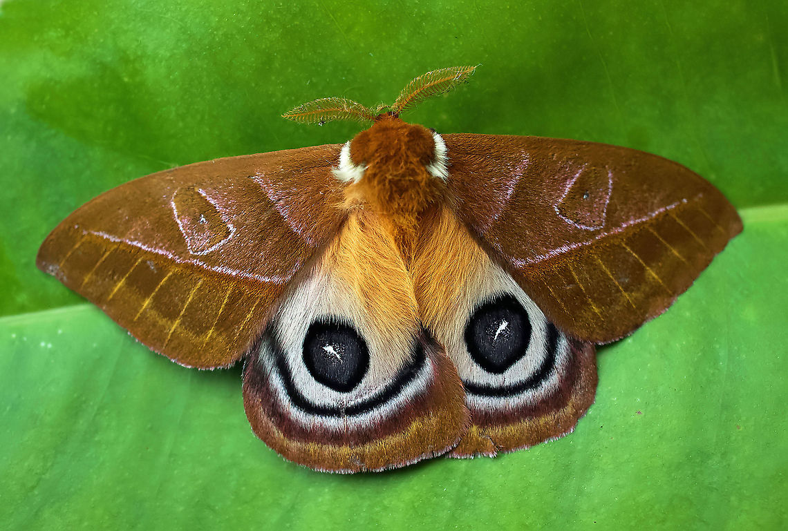 Automeris cryptica 2100 m Automeris cryptica,Colombia,Moth,Summer