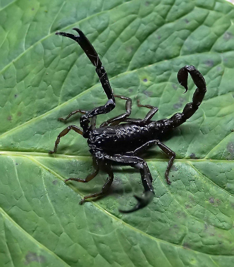 Chactas vanbenedenii Colombia endemic 2100m Chactas vanbenedenii,Colombia,Geotagged,scorpion Fall