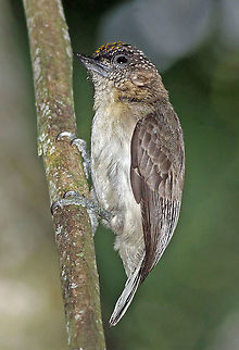 Picumnus granadensis Colombia endemic Colombia,Greyish piculet,Picumnus granadensis,Summer,bird Geotagged