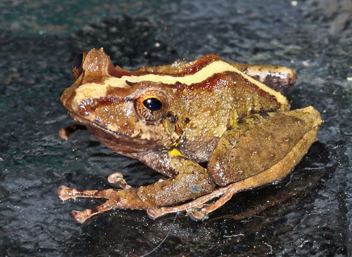 Pristimantis erythropleura Male 2100m Colombia endemic<br />
<figure class="photo"><a href="https://www.jungledragon.com/image/98949/pristimantis_erythropleura.html" title="Pristimantis_erythropleura"><img src="https://s3.amazonaws.com/media.jungledragon.com/images/4395/98949_thumb.jpg?AWSAccessKeyId=05GMT0V3GWVNE7GGM1R2&Expires=1759968010&Signature=EA1UYFQGGfszLLMjgTp%2BXvd8Olo%3D" width="200" height="138" alt="Pristimantis_erythropleura Female 2100m Colombia endemic<br />
https://www.jungledragon.com/image/98945/pristimantis_erythropleura.html Colombia,Geotagged,Pristimantis erythropleura,Summer" /></a></figure> Colombia,Geotagged,Pristimantis erythropleura,Spring