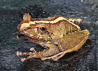 Pristimantis erythropleura Male 2100m Colombia endemic<br />
https://www.jungledragon.com/image/98949/pristimantis_erythropleura.html Colombia,Geotagged,Pristimantis erythropleura,Spring