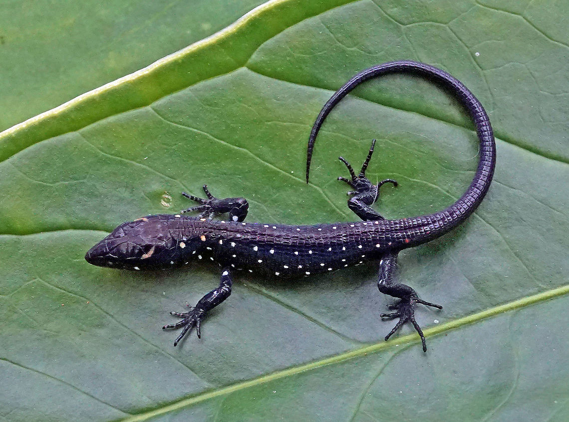 Andinosaura laevis  Andinosaura laevis,Colombia,Fall,Geotagged