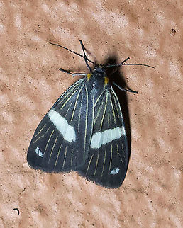 Nebulosa cistrinoides 2100m Colombia,Geotagged,Nebulosa cistrinoides,Summer