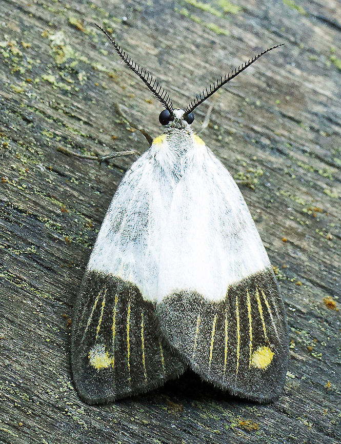 Nebulosa delicata 2100m Colombia,Geotagged,Moth Week 2020,Nebulosa delicata,Summer