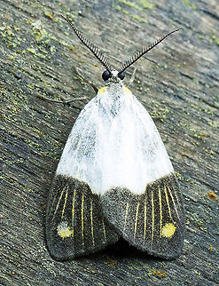 Nebulosa delicata 2100m Colombia,Geotagged,Moth Week 2020,Nebulosa delicata,Summer