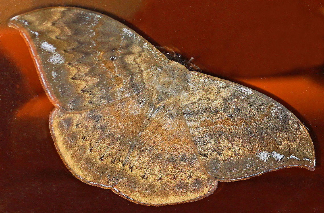 Janiodes laverna      2100m                           Colombia,Geotagged,Janiodes laverna,Spring,moth