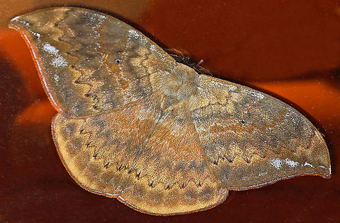 Janiodes laverna      2100m                           Colombia,Geotagged,Janiodes laverna,Spring,moth