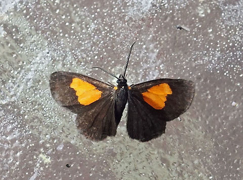 Drymoea veliterna    2100m                             Colombia,Drymoea veliterna,Fall,Geotagged