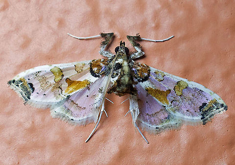 Neoleucinodes elegantalis 2100m Colombia,Geotagged,Neoleucinodes elegantalis,Summer