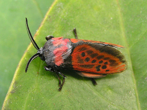 Edebessa nigropuncta 2100m    Colombia,Edebessa nigropuncta,Geotagged,Summer,moth