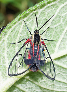 Dinia mena 2100m Colombia,Dinia mena,Geotagged,Summer