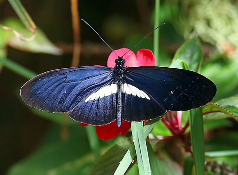 Heliconius erato chestertonii 2100m  Colombia,Geotagged,Heliconius erato,Heliconius erato chestertonii,Red postman,Summer,butterflies