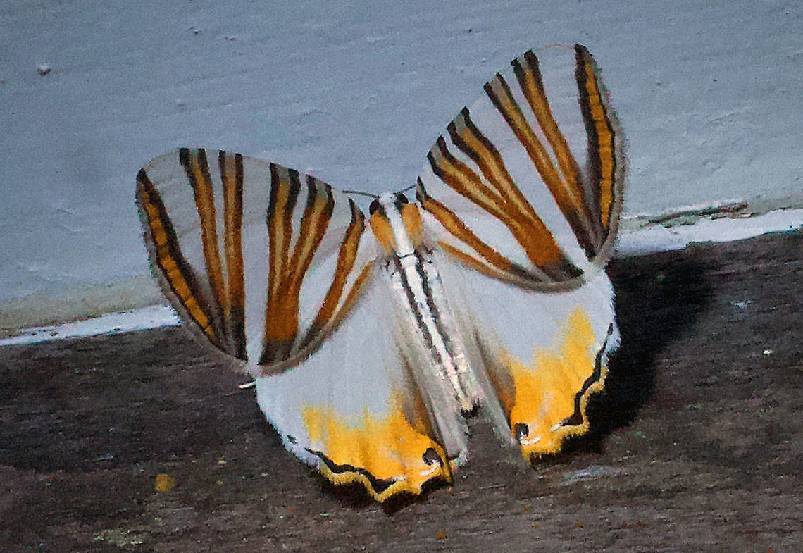 Pityeja histrionaria 2100m Colombia,Geotagged,Pityeja histrionaria,Spring,moth