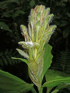 Aspidogyne boliviensis    2100m                             Aspidogyne boliviensis,Bolivian aspidogyne,Colombia,Geotagged,Spring,orchids