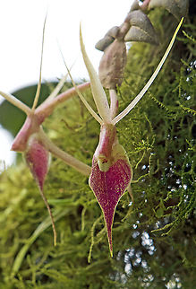 Epidendrum escobarianum 1800m Colombia,Epidendrum escobarianum,Fall,Geotagged