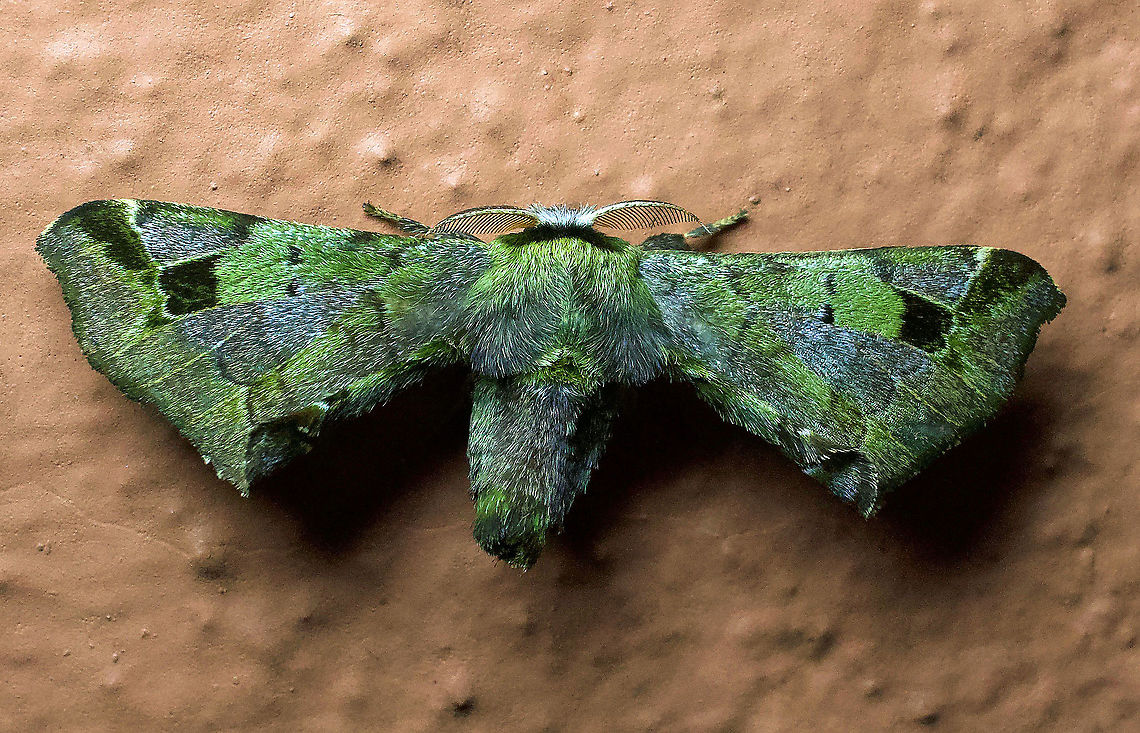 Quentalia ojeda 2100m Colombia,Geotagged,Quentalia ojeda,Summer