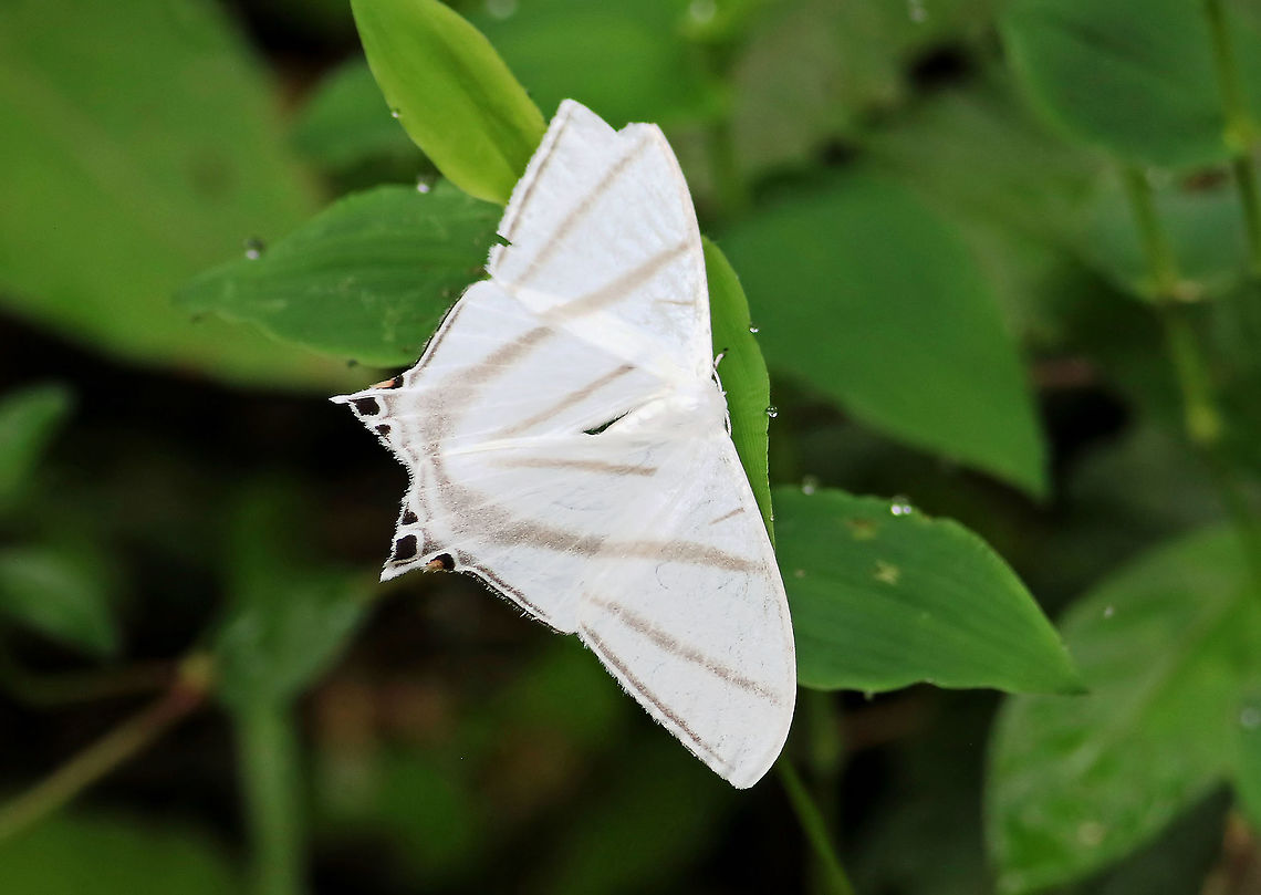 Therinia transversaria  Therinia transversaria