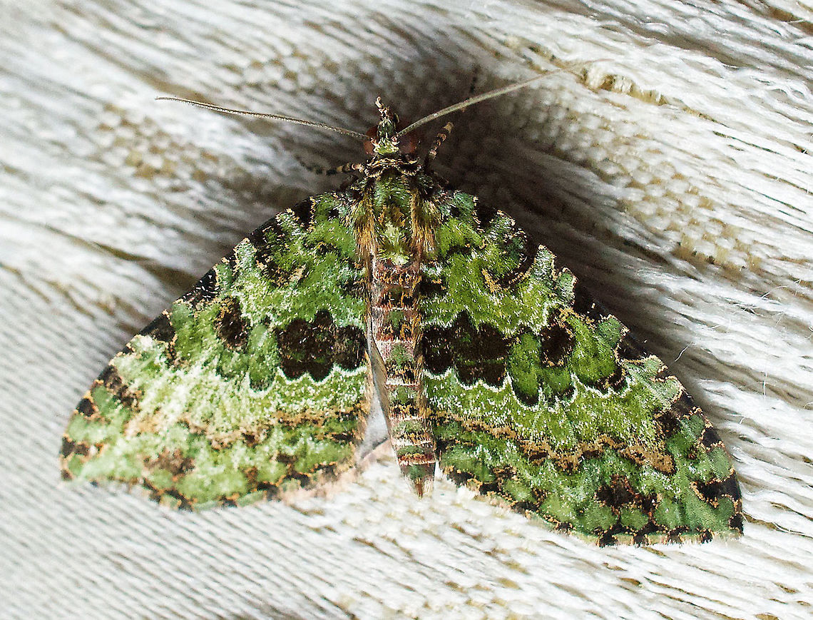 Spargania sp. 2100m
