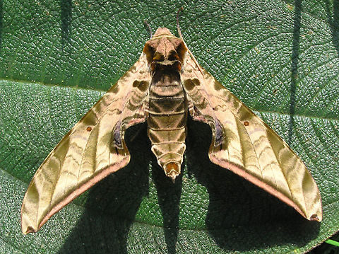 Prothysana felderi 2100m      Prothysana felderi