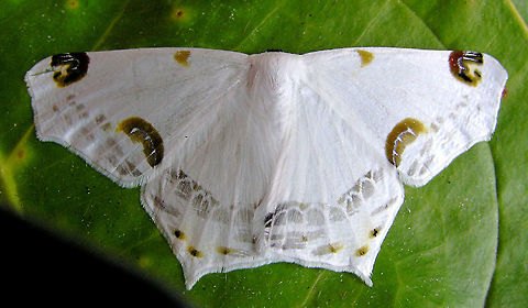 Sericoptera chiffa 2100m   Sericoptera chiffa