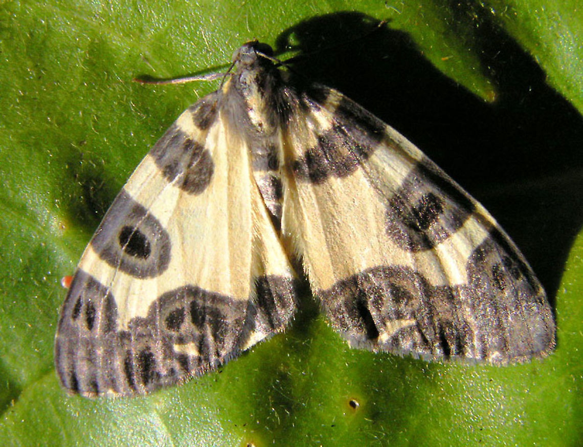 Pantherodes conglomerata 2100m       Pantherodes conglomerata