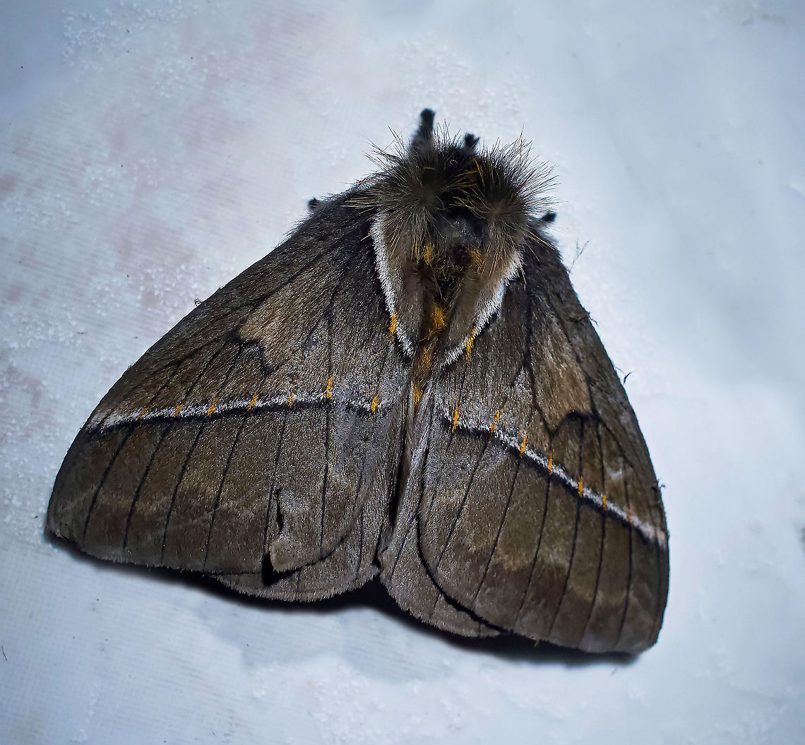 Pseudodirphia sp. Dapa, Valle Del Cauca 2100m Pseudodirphia lacsa