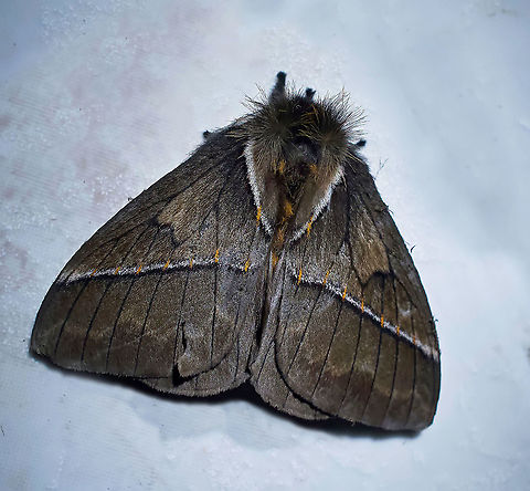 Pseudodirphia sp. Dapa, Valle Del Cauca 2100m Pseudodirphia lacsa