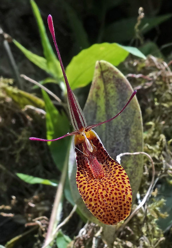 Restrepia contorta Rio Bravo Reserve, Valle Del Cauca Restrepia contorta,Twisted Restrepia
