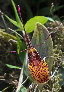 Restrepia contorta Rio Bravo Reserve, Valle Del Cauca Restrepia contorta,Twisted Restrepia