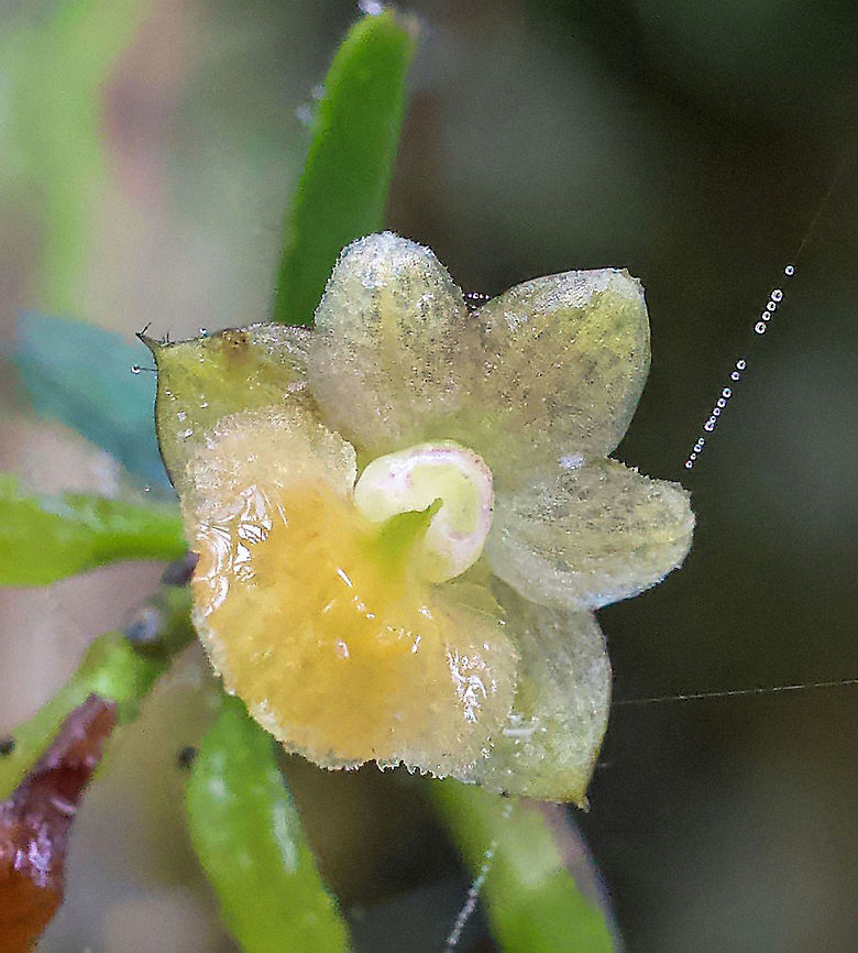 Epidendrum yumboense Dapa, Valle Del Cauca 2100m<br />
Colombia endemic Epidendrum yumboense
