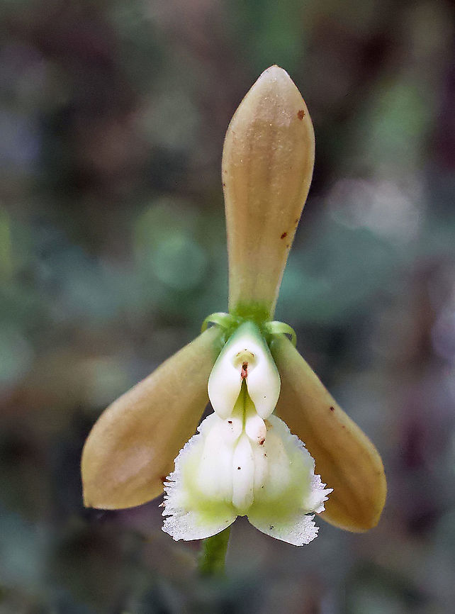 Epidendrum muricatoides Rio Bravo Reserve, Valle Del Cauca Epidendrum muricatoides
