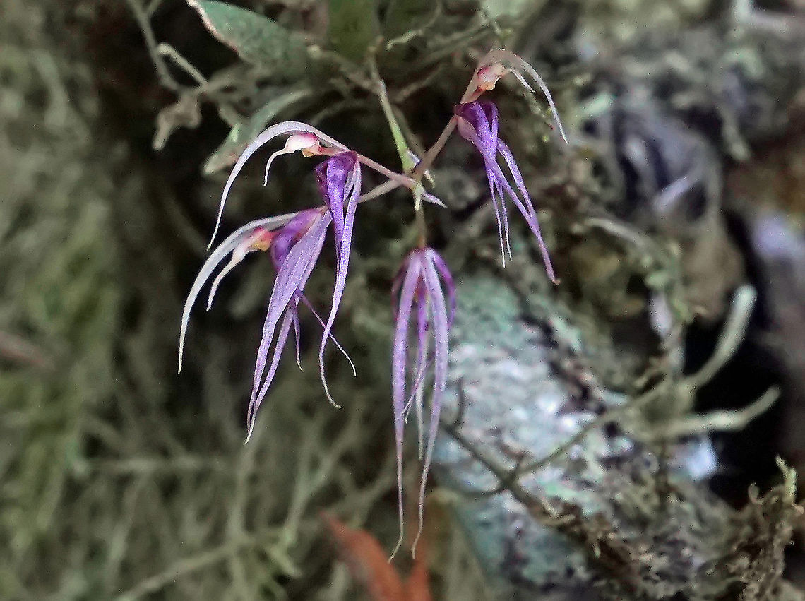 Macroclinium escobarianum     Rio Bravo Reserve, Valle Del Cauca                            Macroclinium escobarianum