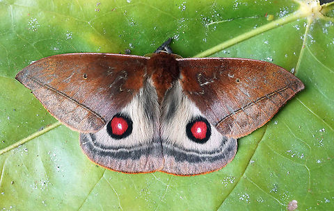 Automeris metzli    Dapa, Valle Del Cauca 2100m                             Automeris metzli