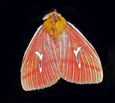 Cerodirphia mota    Dapa, Valle Del Cauca 2100m                             Cerodirphia mota