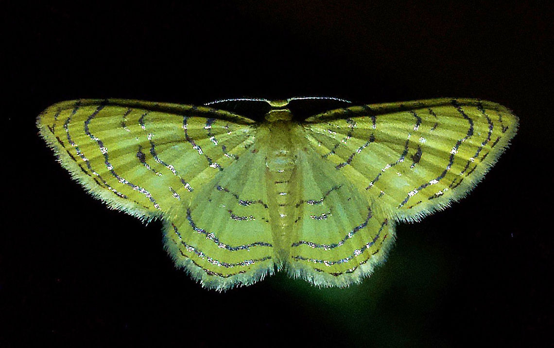 Eois lucivittata Dapa, Valle Del Cauca 2100m Eois lucivittata,Moth Week 2020