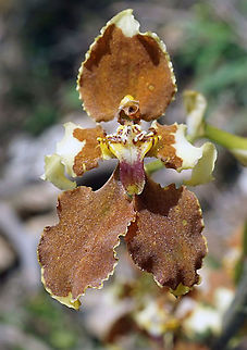 Cyrtochilum aemulum