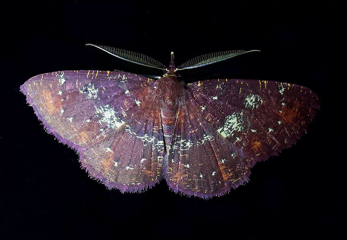 Moth Dapa, Valle Del Cauca 2100m