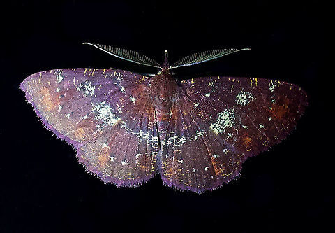 Moth Dapa, Valle Del Cauca 2100m