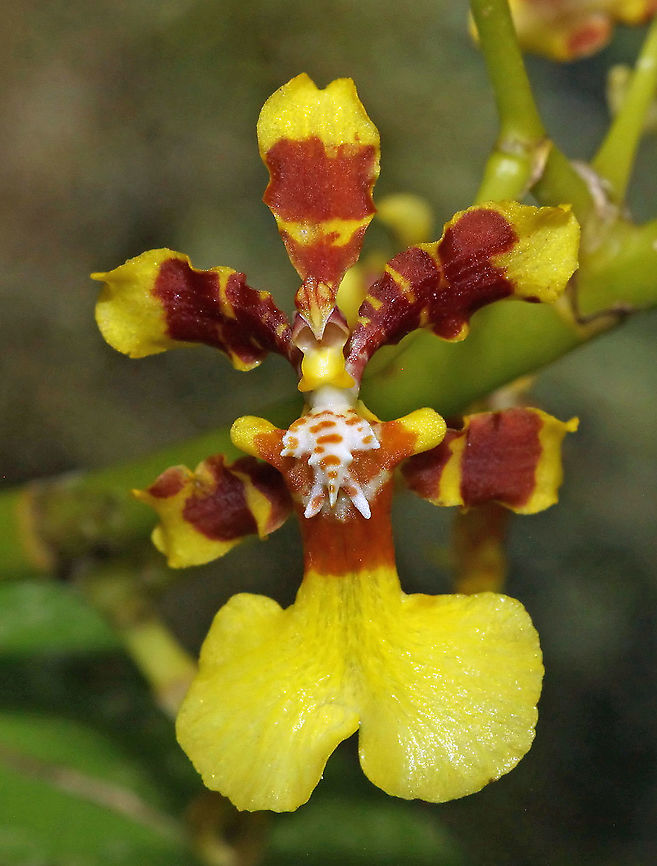 Oncidium baueri Dapa, Valle Del Cauca 2100m Oncidium baueri