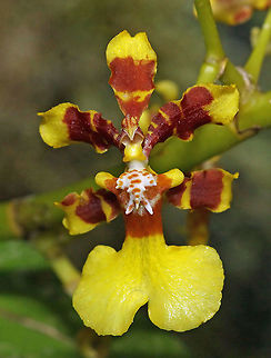 Oncidium baueri Dapa, Valle Del Cauca 2100m Oncidium baueri