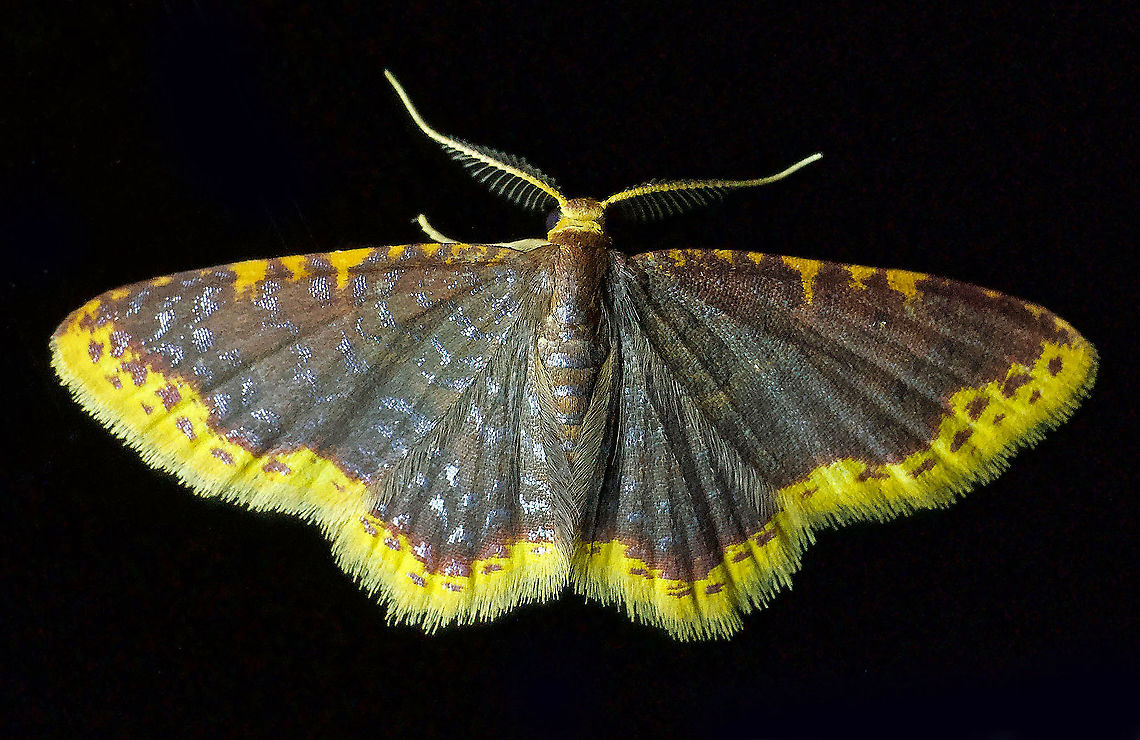 Eois cobardata Dapa, Valle Del Cauca 2100m Eois cobardata