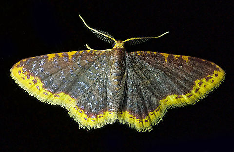 Eois cobardata Dapa, Valle Del Cauca 2100m Eois cobardata