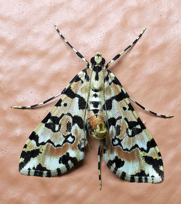 Conchylodes bryophilalis Dapa, Valle Del Cauca 2100m Conchylodes bryophilalis