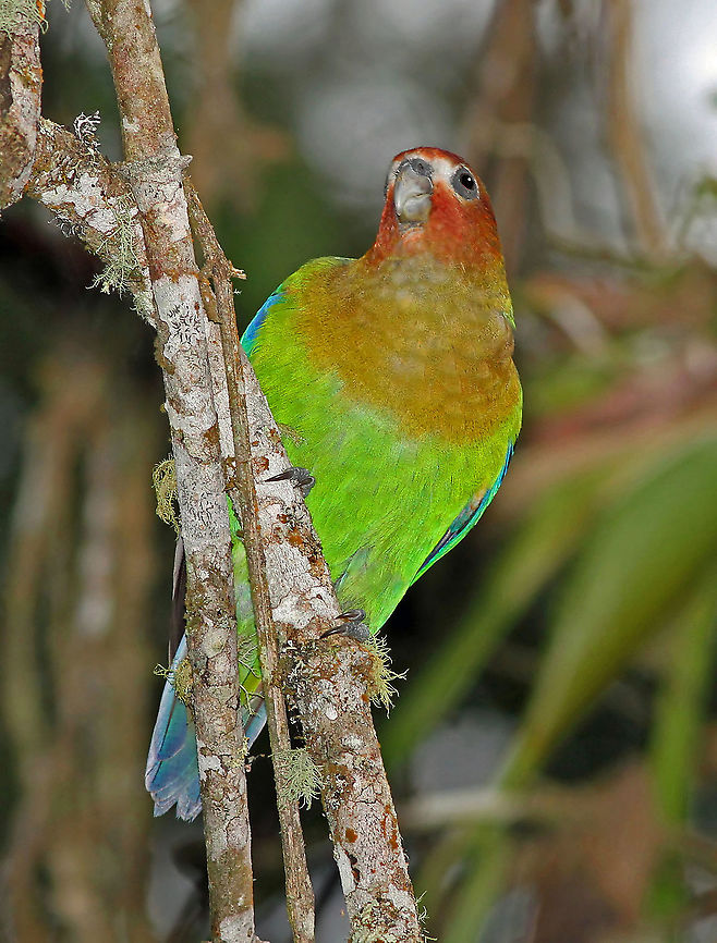 Rusty-faced Parrot Rio Blanco Reserve, Caldas Department Hapalopsittaca amazonina,Rusty-faced parrot