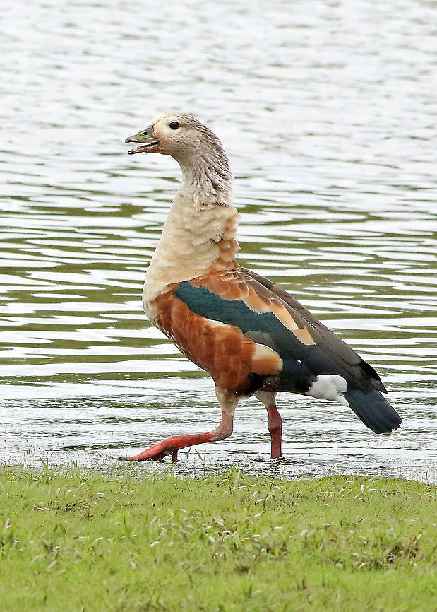 Orinoco Goose Casanare Department Neochen jubata,Orinoco goose