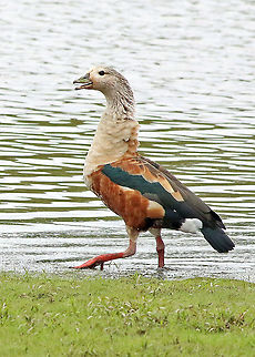 Orinoco Goose Casanare Department Neochen jubata,Orinoco goose