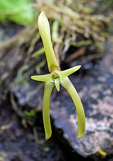 Cryptocentrum latifolium