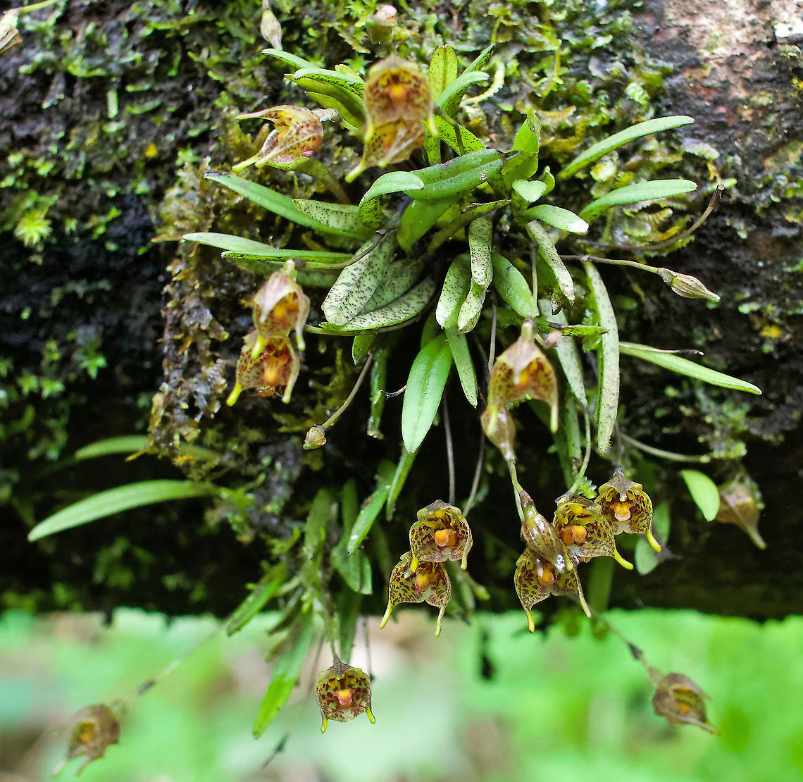 Diodonopsis hoeijeri Rio Bravo Reserve, Valle Del Cauca Diodonopsis hoeijeri